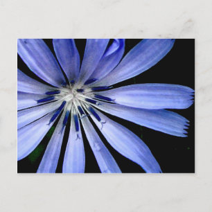 Chicory Collection Postcard
