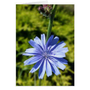 Chicory flower