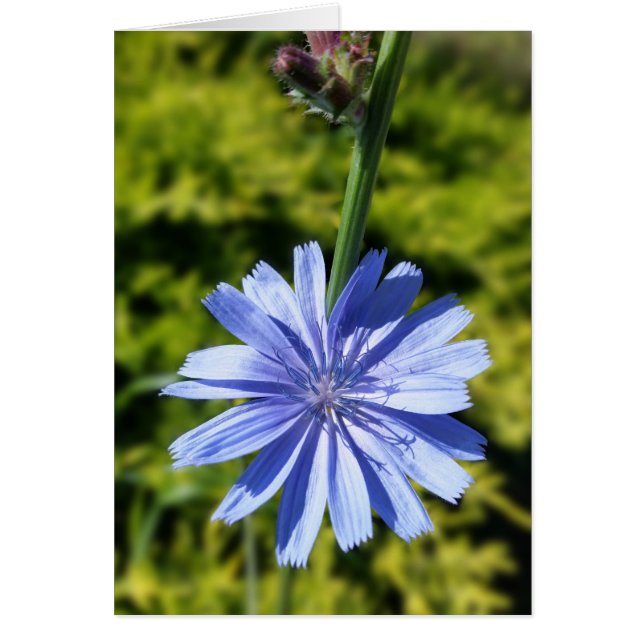 Chicory flower (Front)