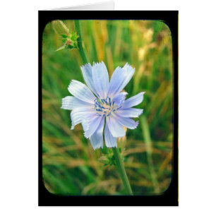 Chicory Flower All Occasions