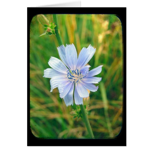 Chicory Flower All Occasions (Front)
