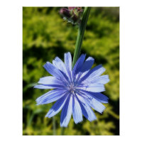 Chicory flower