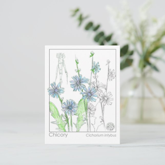 Chicory Materia Medica Monograph Herbal Study Card (Standing Front)
