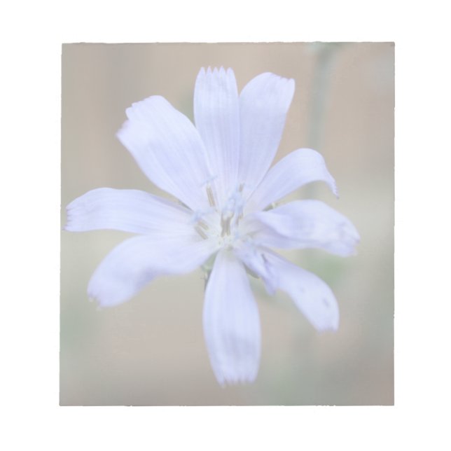 Chicory Notepad (Front)