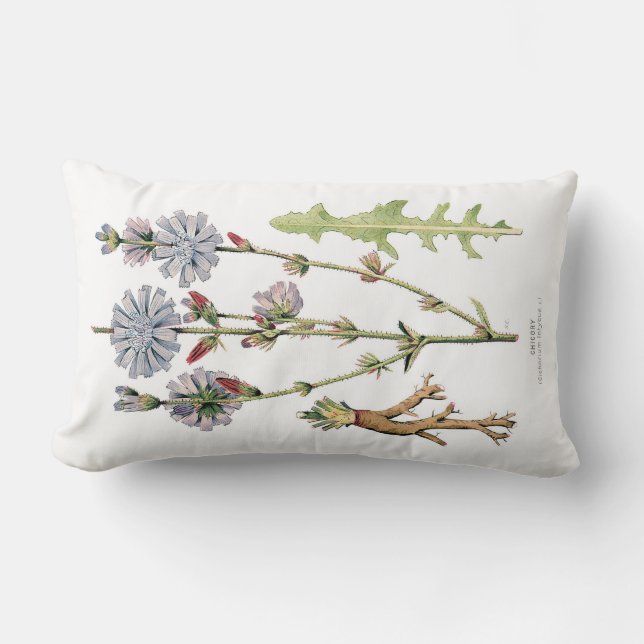 Chicory Vintage Botanical Lumbar Cushion (Front)