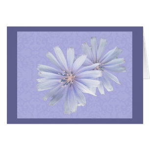 Chicory Wildflower