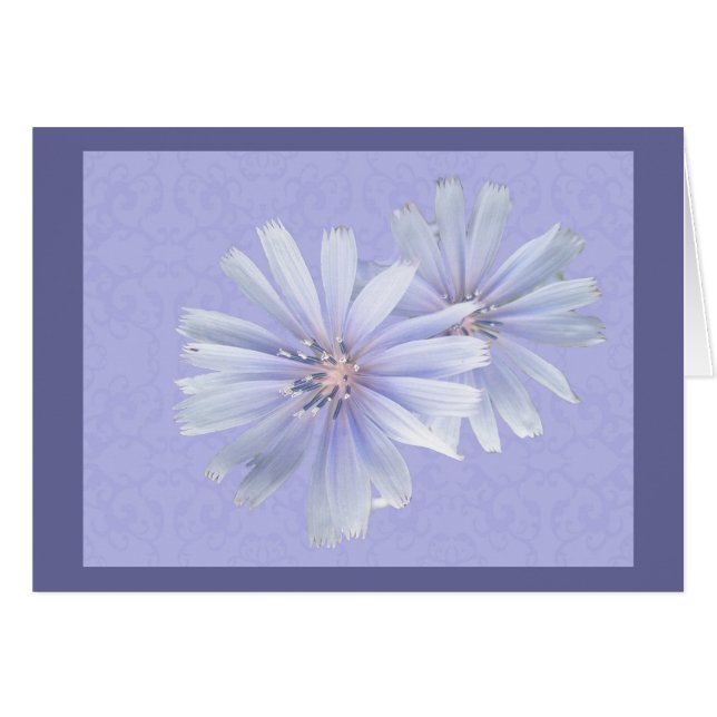 Chicory Wildflower (Front Horizontal)