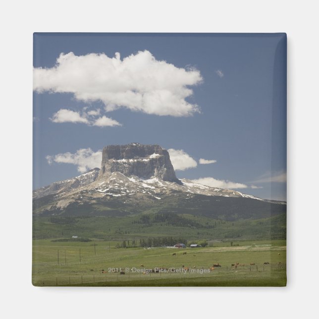 Chief Mountain With Pastures Of Grazing Cattle Magnet (Front)