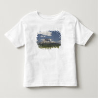 Chief Mountain With Pastures Of Grazing Cattle