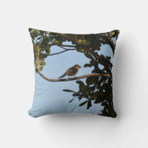 Chiffchaff