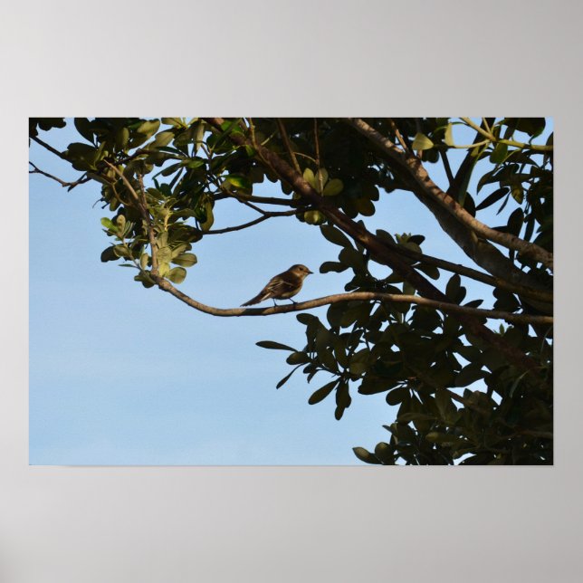 Chiffchaff Poster (Front)