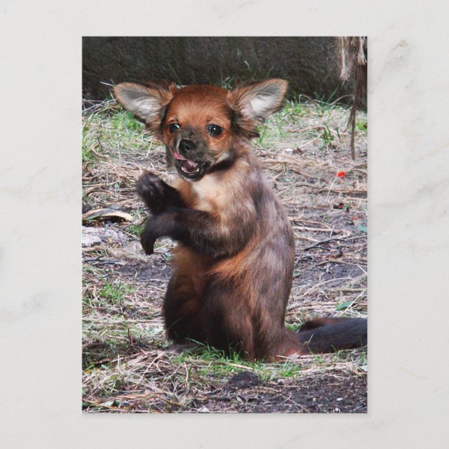 Chihuahamonkey postcard (Front)