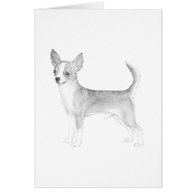 Chihuahua (Front)