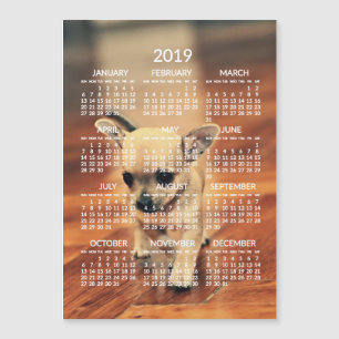 Chihuahua 2019 Calendar Photo Magnetic Card 5x7