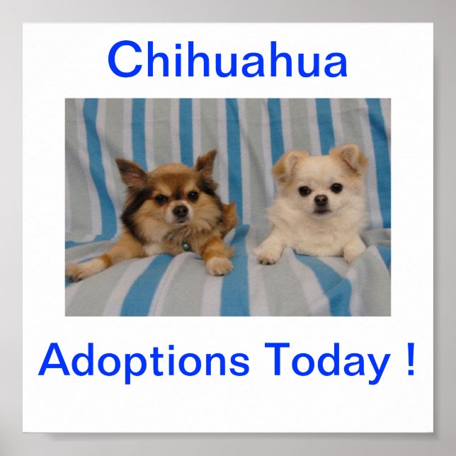Chihuahua Adoption Today Sign (Front)