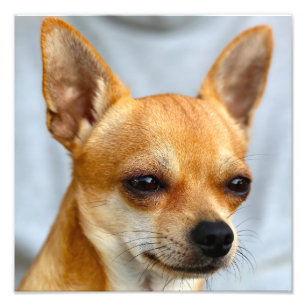 Chihuahua Baby Photo Print