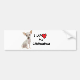 Chihuahua Bumper Sticker
