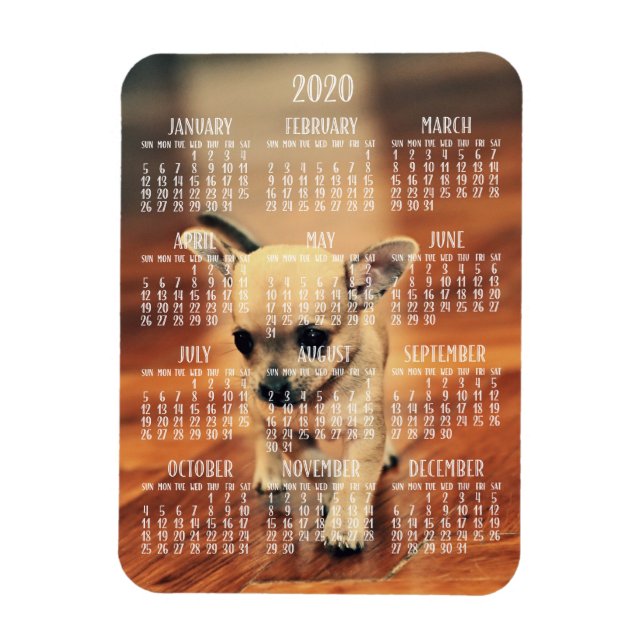 Chihuahua Calendar 2020 Photo Magnet 3x4 Small (Vertical)