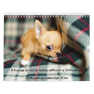 Chihuahua Calendar 2023 Photo House Is Not A Home