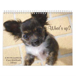 Chihuahua Calendar 2023 Photo Whats up