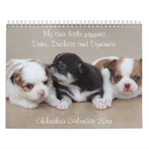 Chihuahua Calendar 2025 With Photos