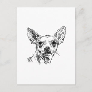 Chihuahua-Chiwawa Dogs Postcard