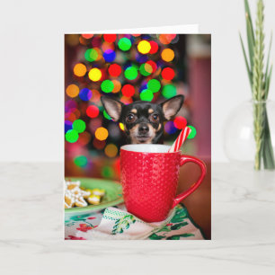 Chihuahua Christmas Card