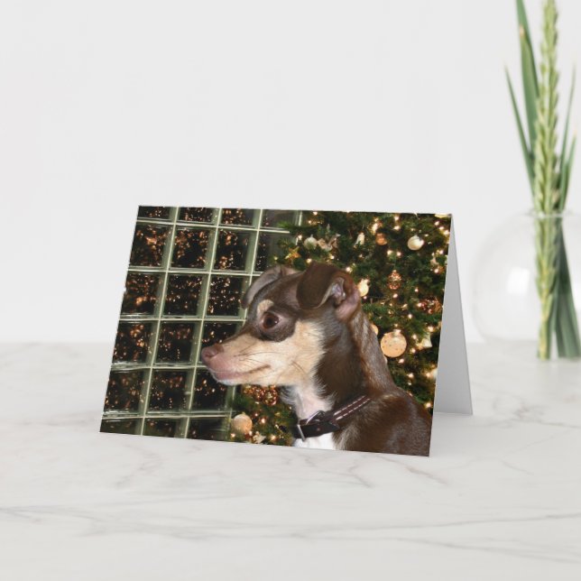 Chihuahua Christmas Holiday Card (Front)