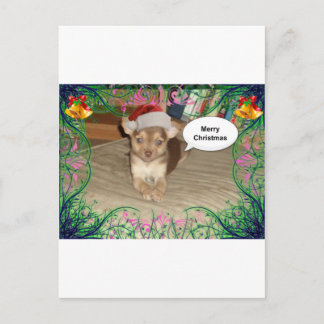 Chihuahua Christmas Holiday Postcard