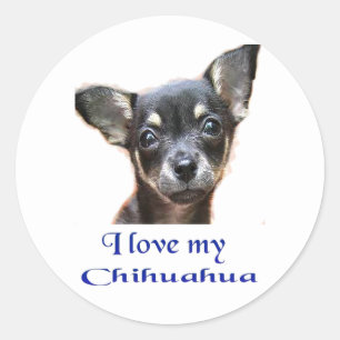 Chihuahua Classic Round Sticker