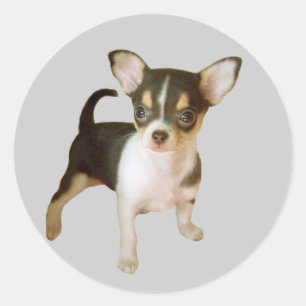 Chihuahua Cutie Sticker