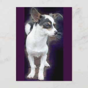 Chihuahua Dex post card