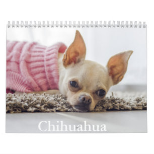 Chihuahua Dog Calendar