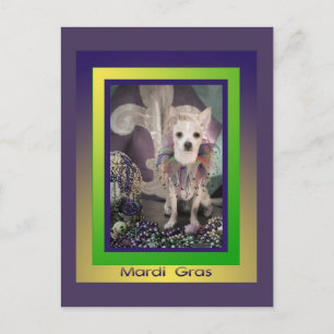 Chihuahua Dog Mardi Gras Postcard