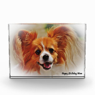 Chihuahua Dog. Photo Block