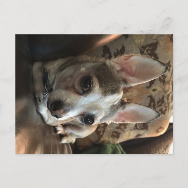 Chihuahua Dog Postcard (Front)