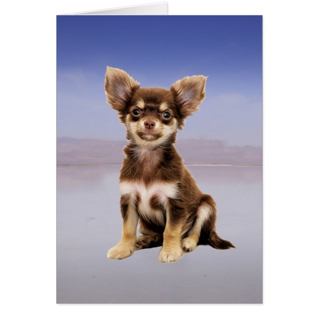 Chihuahua Dog Sitting On Beach (Front)