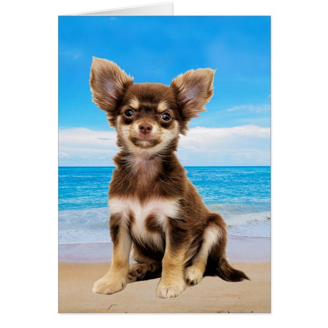 Chihuahua Dog Sitting on Tropical Beach (Front)