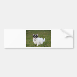 Chihuahua dog standing on a green lawn bumper sticker