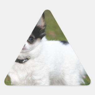 Chihuahua dog standing on a green lawn triangle sticker
