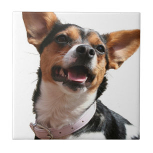 Chihuahua Dog Tile