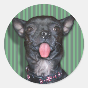 Chihuahua Dog Tongue Classic Round Sticker