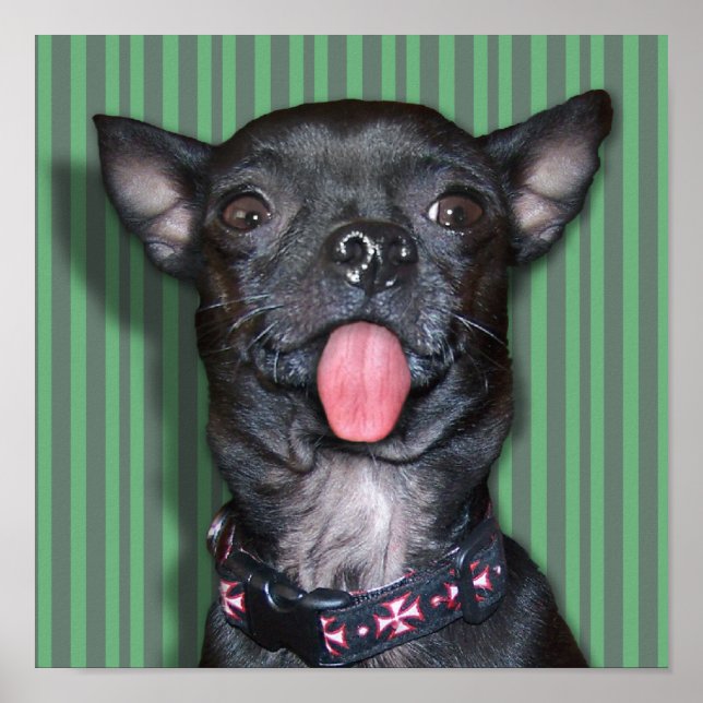 Chihuahua Dog Tongue Poster (Front)