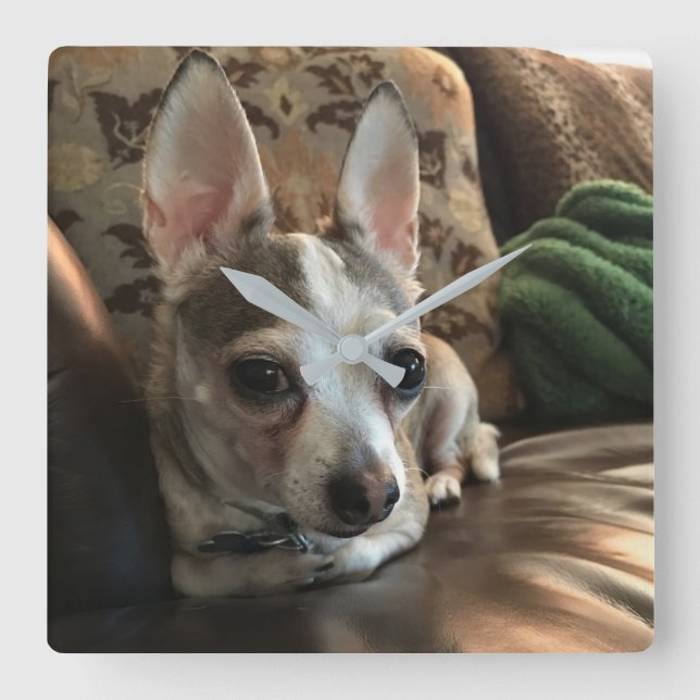 Chihuahua Dog Wall Clock (Front)