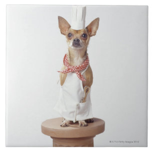 Chihuahua dog wearing chef's whites, studio shot ceramic tile