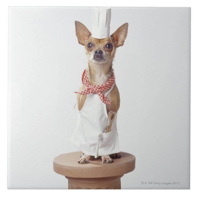 Chihuahua dog wearing chef's whites, studio shot ceramic tile (Front)