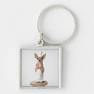 Chihuahua dog wearing chef's whites, studio shot key ring