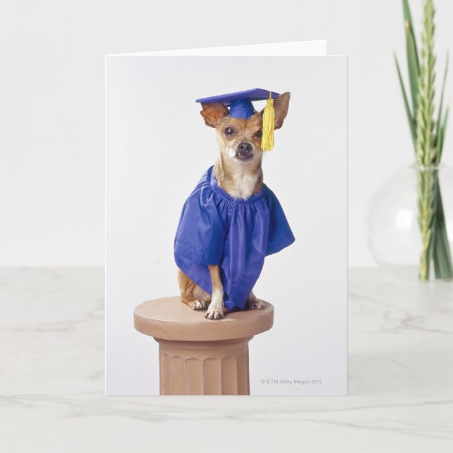 Chihuahua dog wearing graduation uniform, studio card (Front)