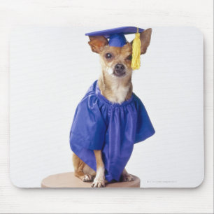Chihuahua dog wearing graduation uniform, studio mouse pad