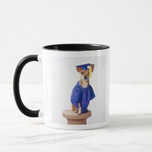 Chihuahua dog wearing graduation uniform, studio mug